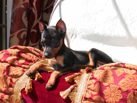 My Beutiful Dog Cindy