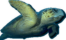 Turtle